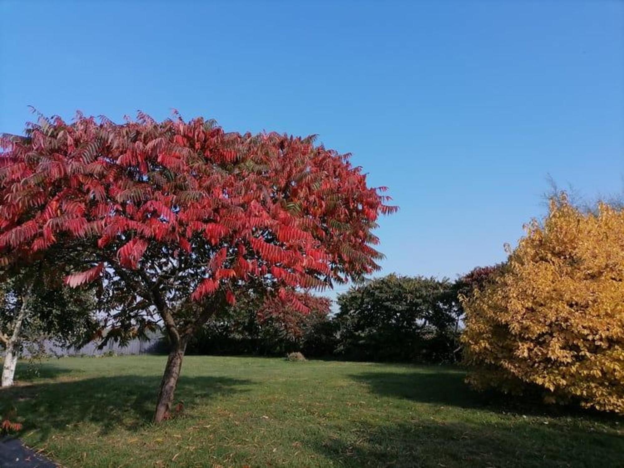 Gite En Campagne Renove Avec Cheminee, Grands Jardins, Wifi, Pres D'Un Village Medieval. - Fr-1-410-334 Moitron-sur-Sarthe Экстерьер фото